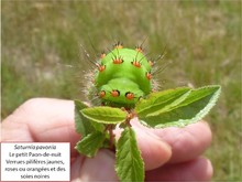 La chenille du petit paon de nuit Image 5